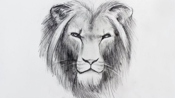 Голова Льва карандашом