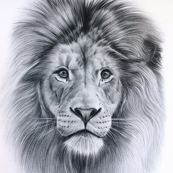 Морда Льва эскиз