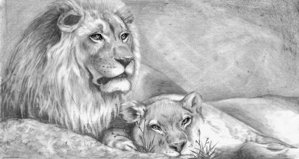 Лев и львица карандашом