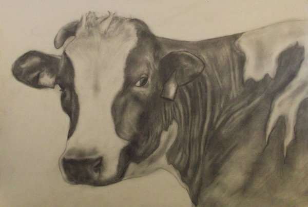 Корова рисунок карандашом