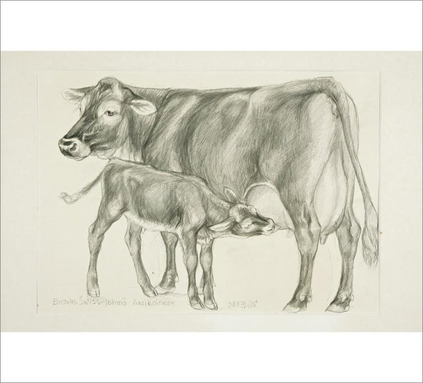 Раскраска корова