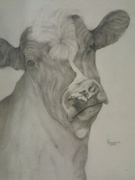 Корова рисунок карандашом