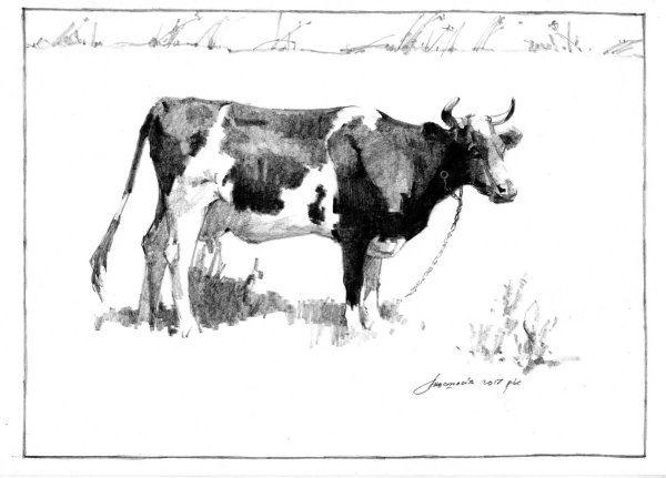 Карандашный рисунок коровы