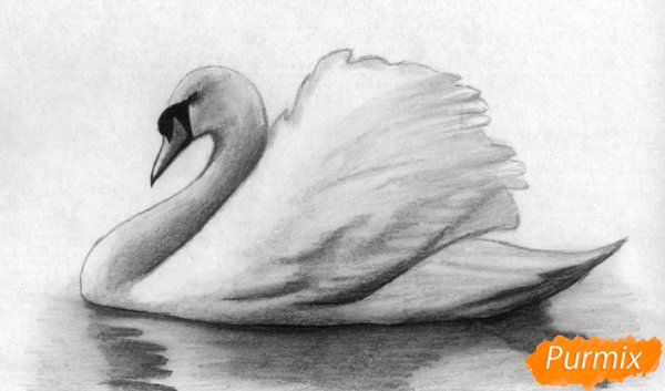 2 Лебедя рисунок карандашом