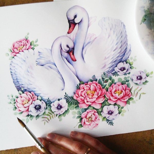 Лебедь рисунок карандашом