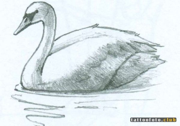 Лебедь рисунок