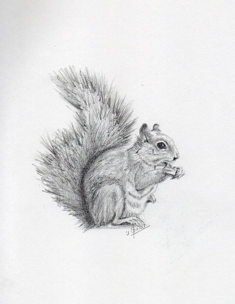 Белка карандашом