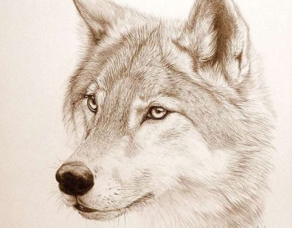 Рисунки Волков карандашом