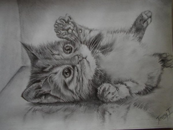 Котёнок рисунок карандашом