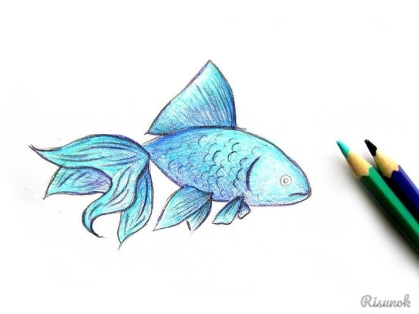 Красивые рыбы для срисовки