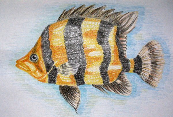Зарисовки рыб карандашом