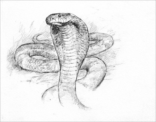 Змеи карандашом
