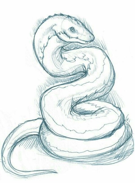 Змея рисунок карандашом для срисовки