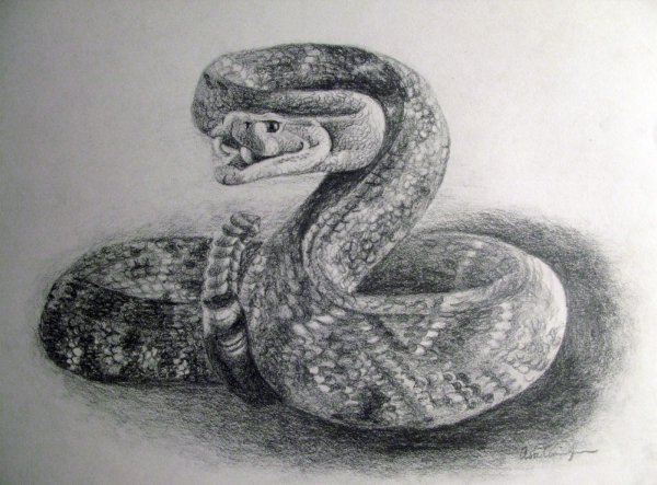 Змея карандашом