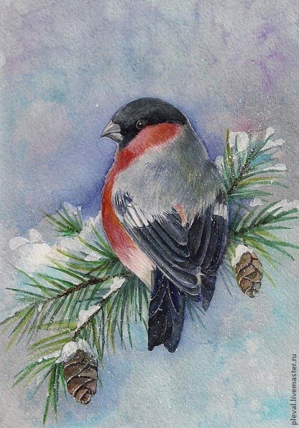 Снегирь на еловой ветке