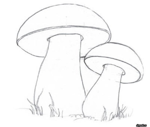 Грибы карандашом