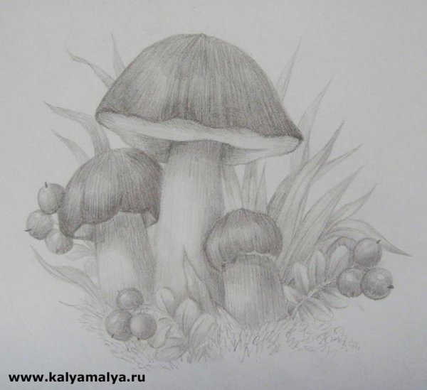 Рисунки грибов карандашом