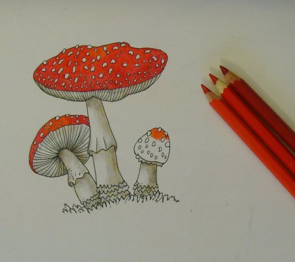Рисование грибов
