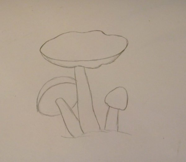 Грибы карандашом для срисовки легкие