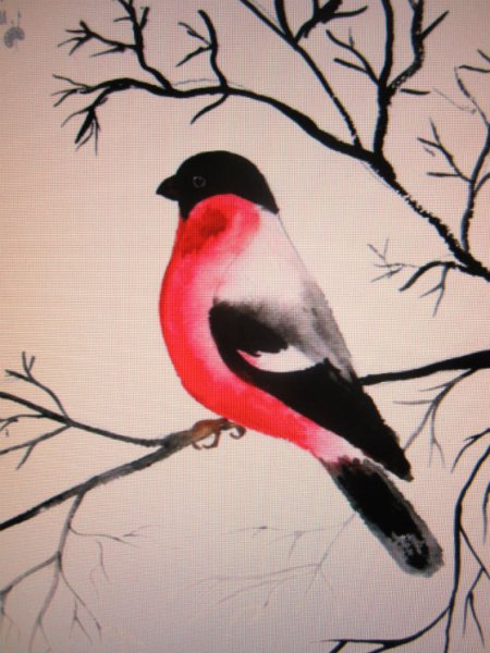 Снегирь эскиз