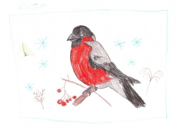 Снегирь рисунок