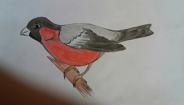 Снегирь птица рисунок