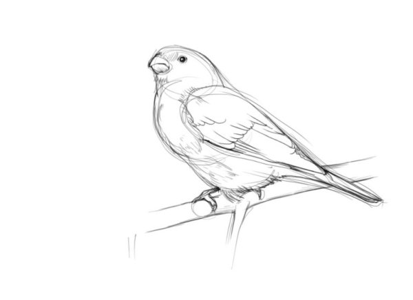 Снегирь рисунок карандашом