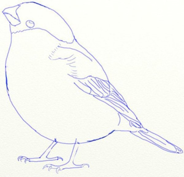 Снегири для срисовки карандашом