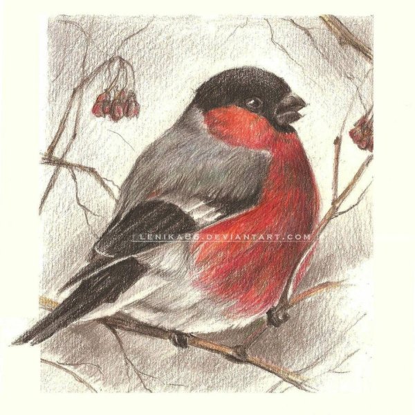 Снегирь рисунок карандашом