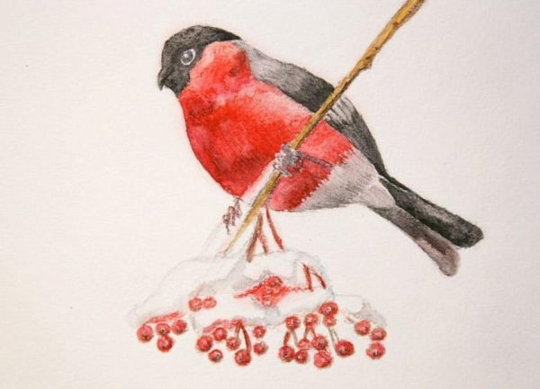 Снегирь цветными карандашами