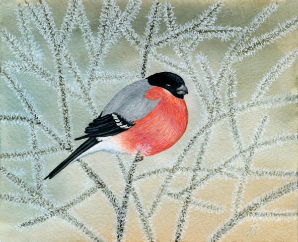 Птицы для срисовки