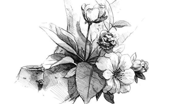 Цветы зарисовки карандашом