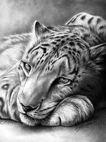 Животные карандашом