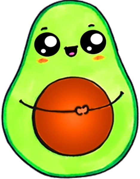 Авокадо анатомия