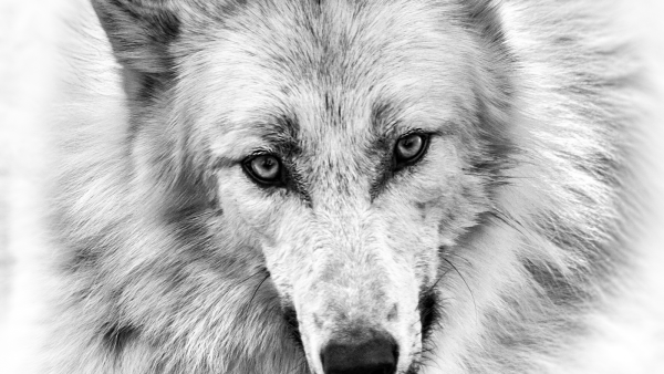 Волк рисунок