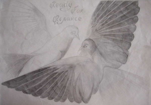 Голубь рисунок карандашом