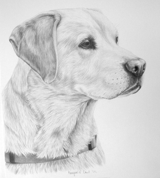 Собака рисунок карандашом