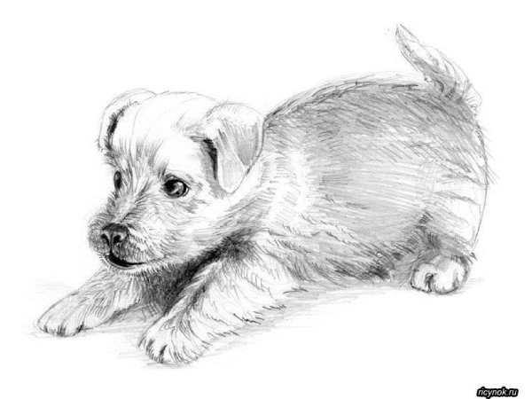 Рисунок собаки для срисовки