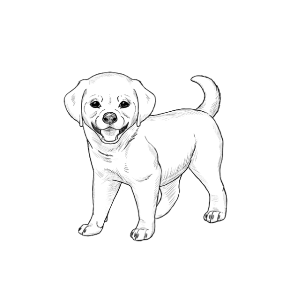 Собака простым карандашом