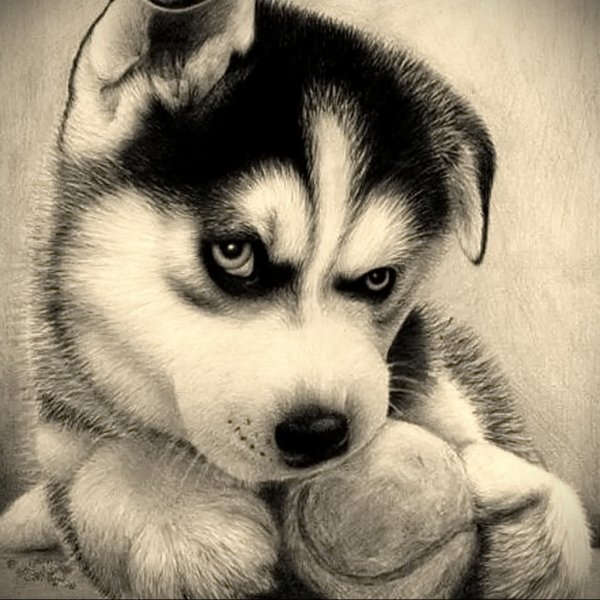 Рисунки карандашом животные