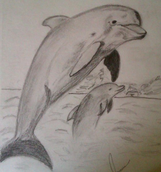 Дельфины карандашом