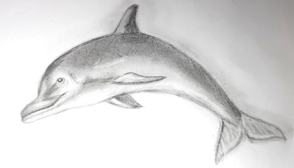 Рисунок дельфина карандашом