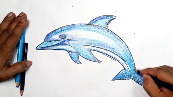 Рисунки цветными карандашами дельфины