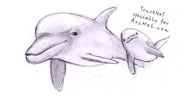 Дельфин рисунок карандашом для срисовки