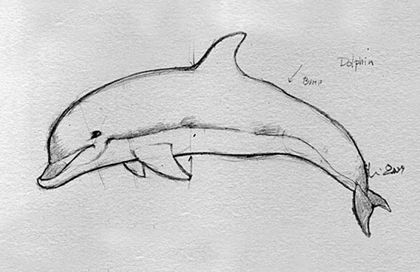Зарисовка дельфина