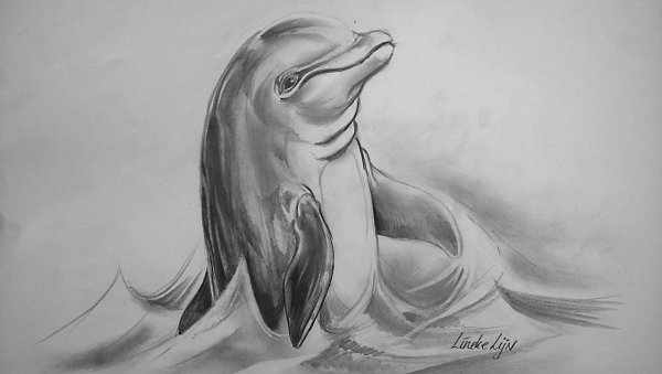 Дельфины Графика