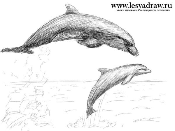 Дельфин рисунок карандашом
