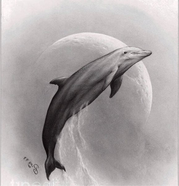 Рисунок дельфина