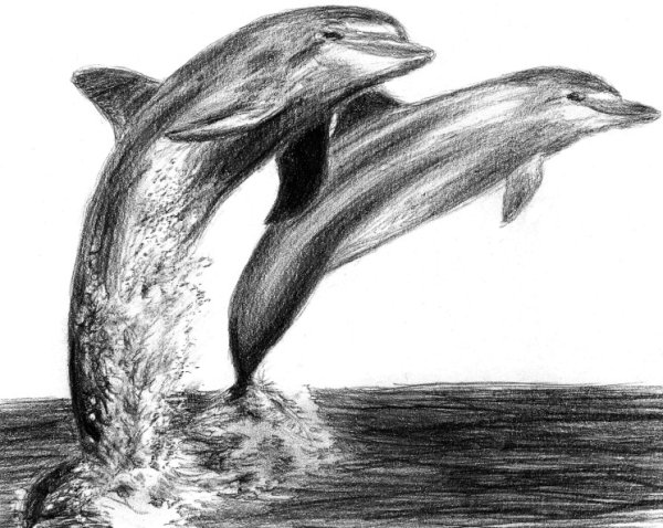 Эскиз дельфина