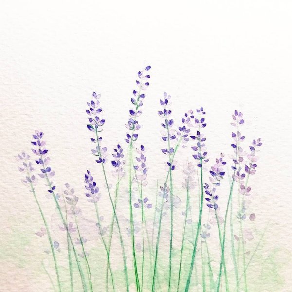 Лаванда акварель